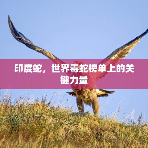 印度蛇，世界毒蛇榜单上的关键力量