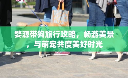婺源带狗旅行攻略，畅游美景，与萌宠共度美好时光